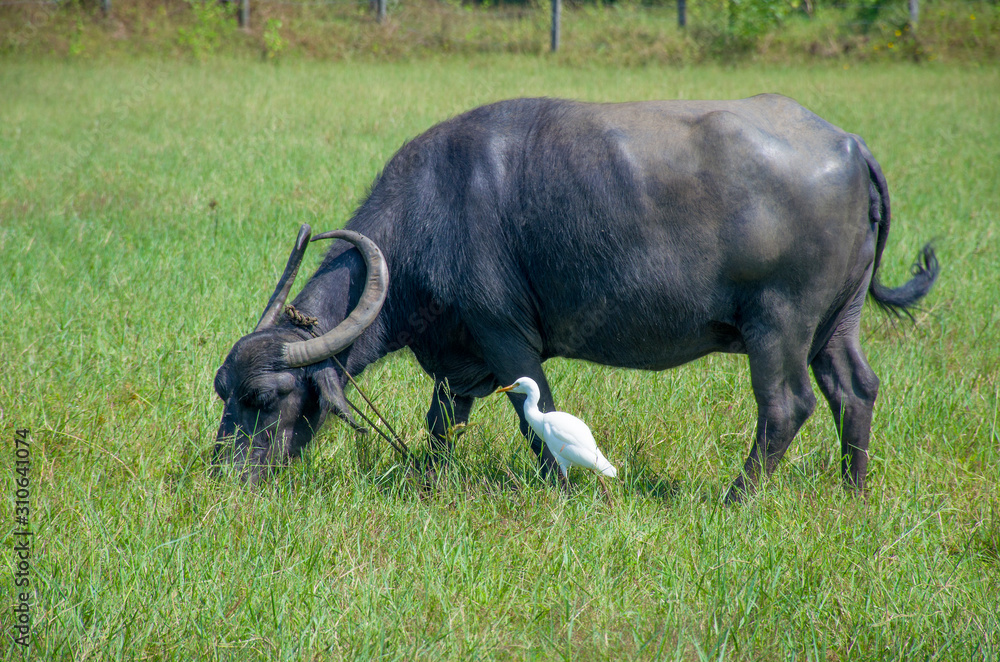 pets on a pasture a buffalo and a white heron pets on a pasture a buffalo and a white heron