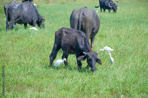 pets on a pasture a buffalo and a white heron