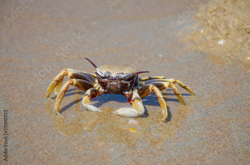 crab on the beach