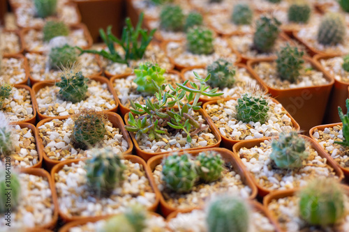 Small sedum acre (Succulent plant) and green cactus in pot with blurred background of various cactus. Soft focus