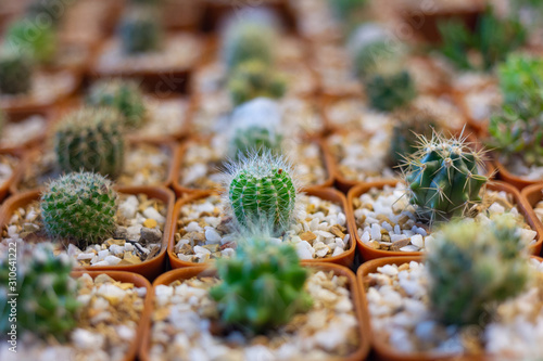 Small green cactus and gravel in pot with collection of blurred cactus background. Soft focus