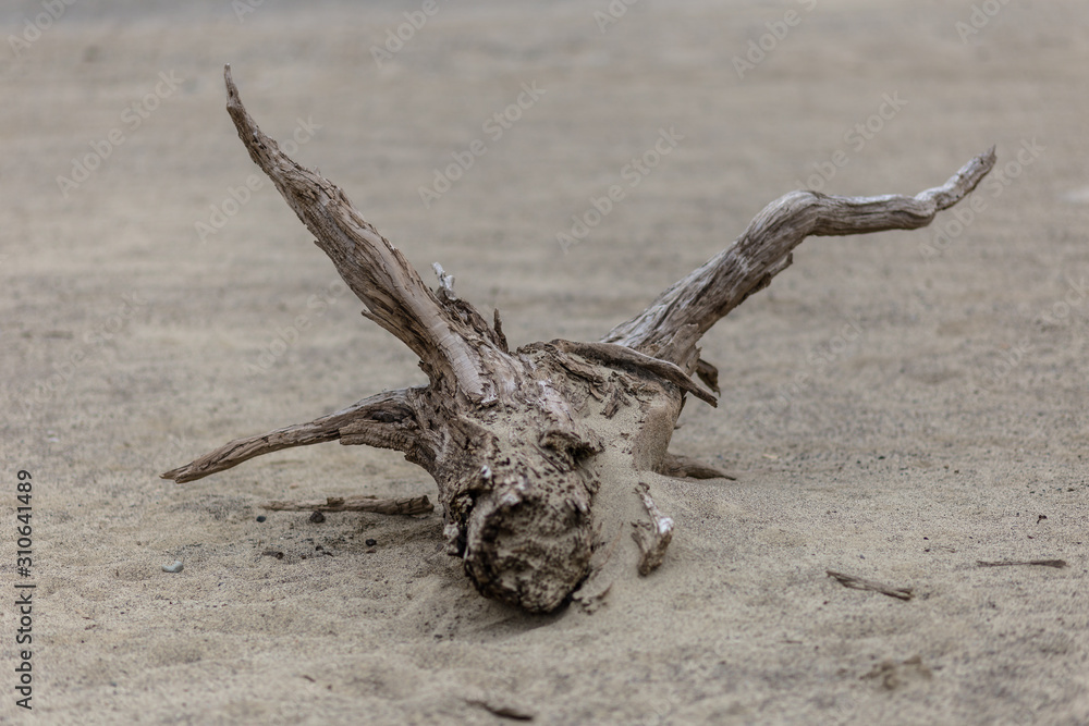 Fallen tree stump in the shape of bull horns left to rot on an empty beach
