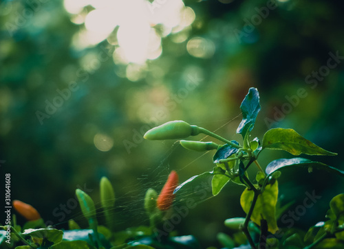Chili in green red and orange color over the blur background, cinematic tone filter