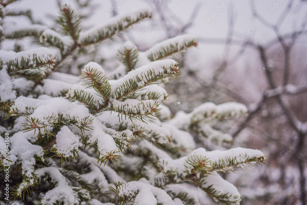 Fir trees in the snow in the forest