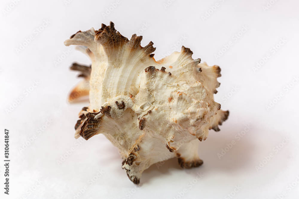 A murex mollusc sea shell on white background A murex mollusc sea shell on white background
