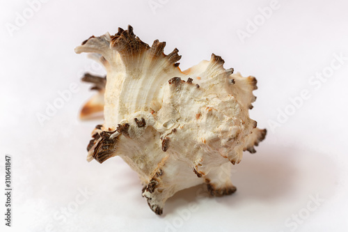 A murex mollusc sea shell on white background