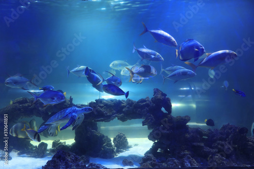 Different tropical fishes and turtle swimming in clear aquarium water