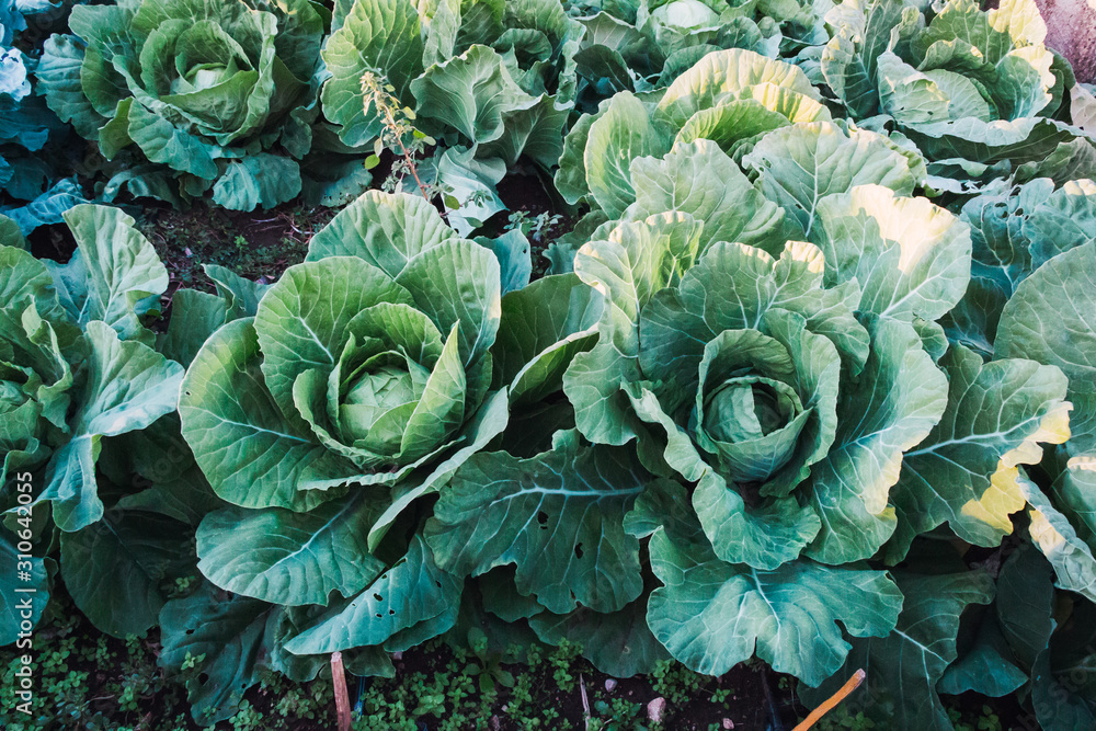 Green cabbage plantation Green cabbage plantation