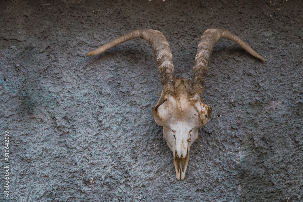 Fototapeta premium Skeleton of a goat on a cement wall.