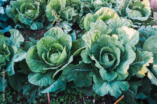 Green cabbage plantation