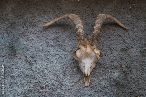 Skeleton of a goat on a cement wall.