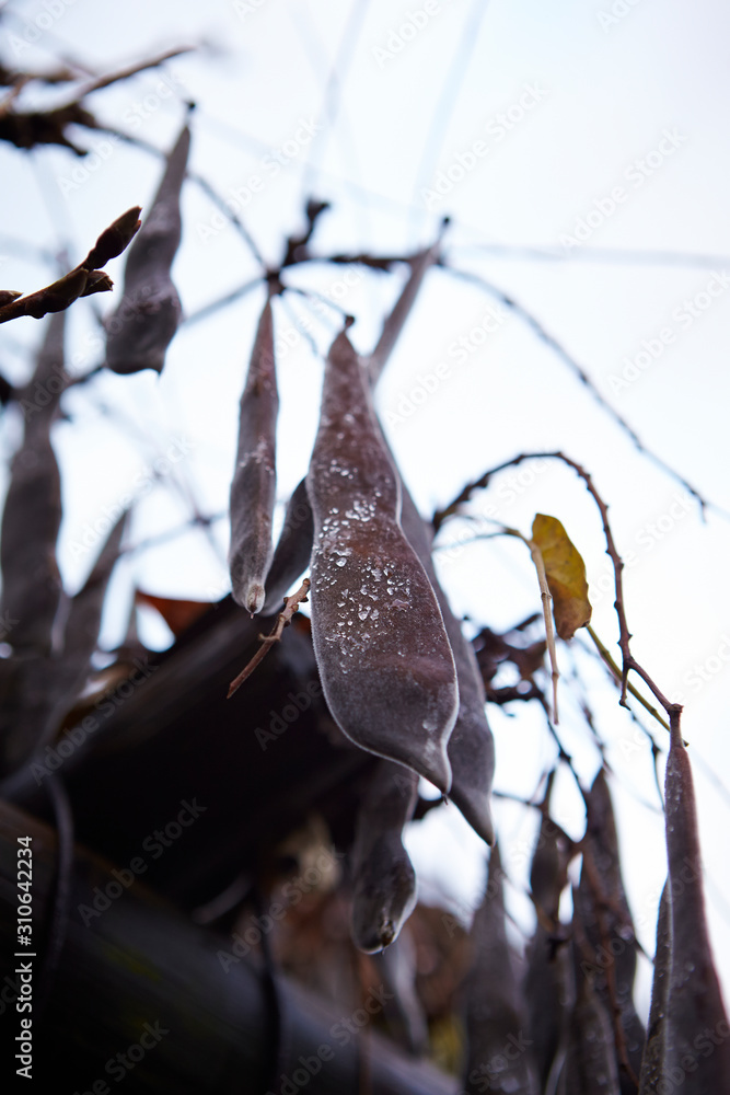 Brown bean pod, wilted tree 