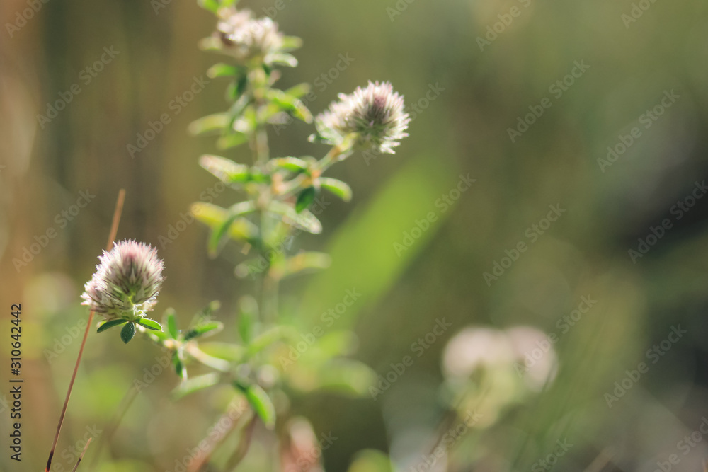 Fluffy flowers of Trifolium arvense on sunny day in the field