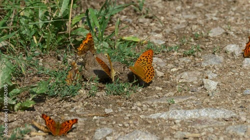 Silver-washed fritillary (Argynnis paphia) feeding on feces coprophagy photo