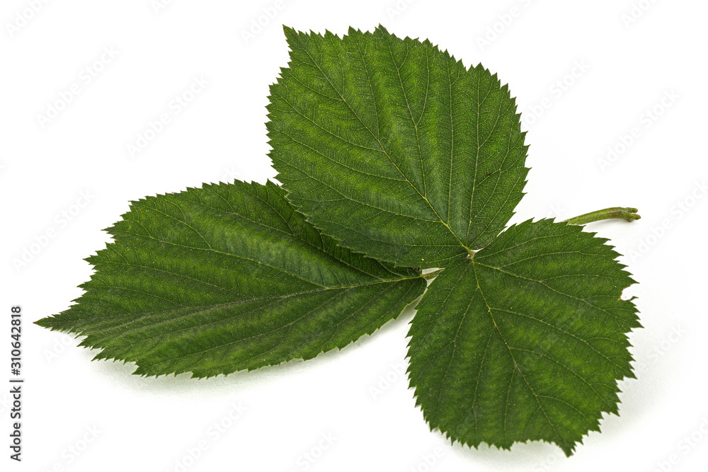 Green leafs of blackberry, lat. Rubus fruticosus, isolated on white background Green leafs of blackberry, lat. Rubus fruticosus, isolated on white background