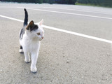Cute kitten walking at the car park area with blurred background and copy space is on the right side.
