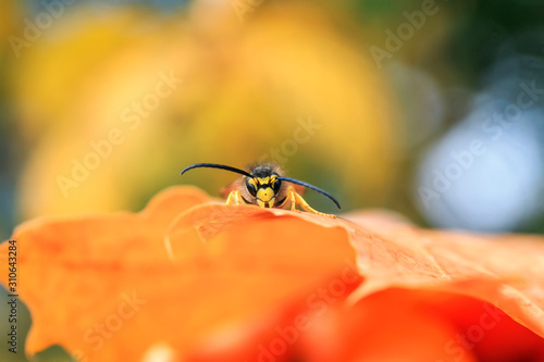 small dangerous insect wasp crawls in the autumn garden on a yellow maple lea...