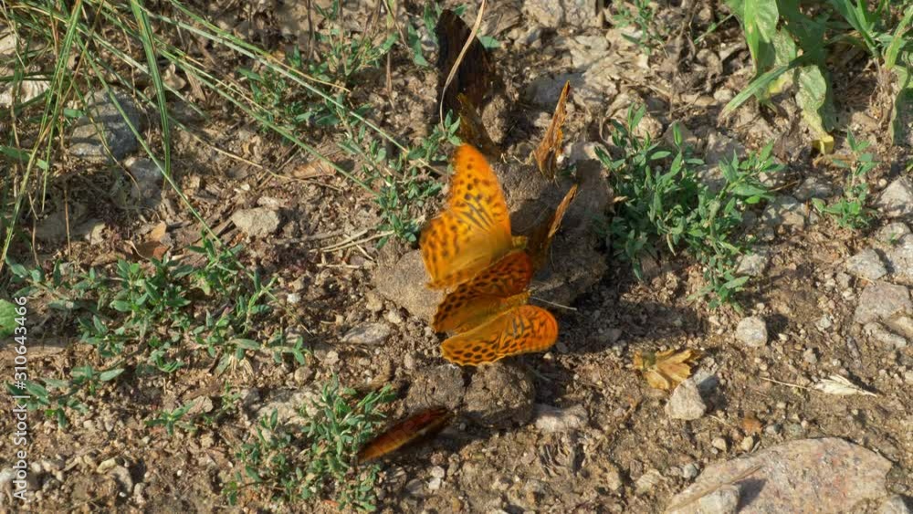 Silver-washed fritillary (Argynnis paphia) feeding on feces coprophagy Silver-washed fritillary (Argynnis paphia) feeding on feces coprophagy