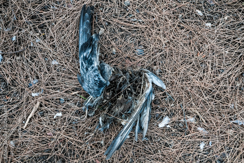 Obraz premium bird on grass. dead bird with feathers and bones on ground