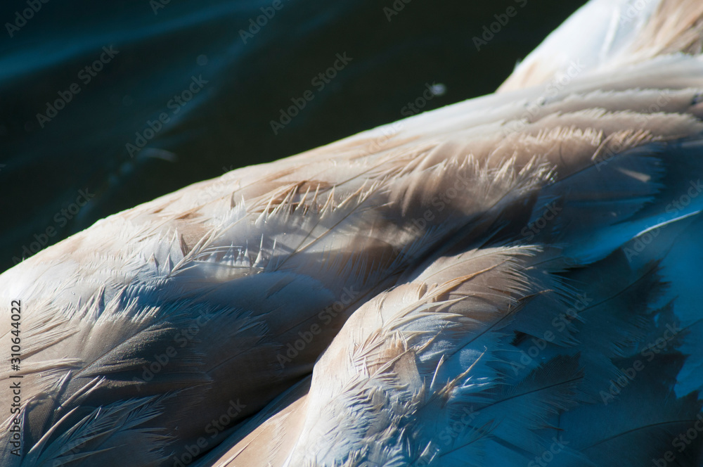 Fototapeta premium beautiful swan wing under bright light