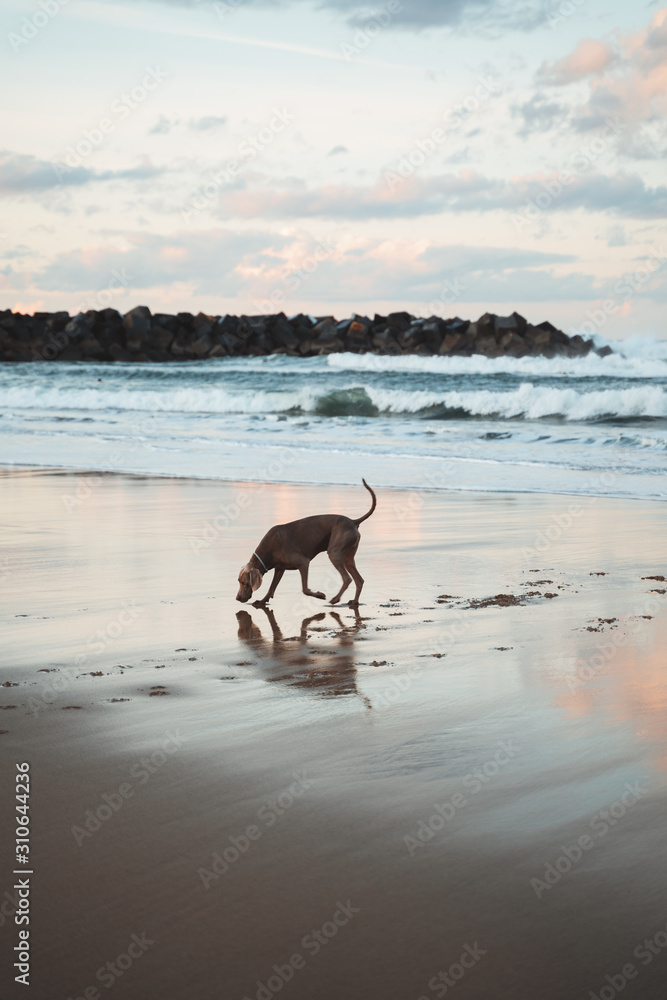 Young German Shorthaired Pointer dog smelling and exploring the sand of Zurriola Beach in San Sebastian