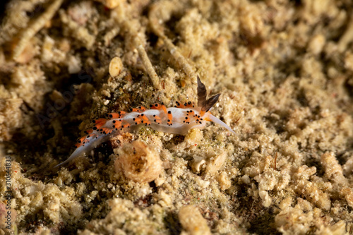 The most beautiful underwater snails of the Indian and Pacific Ocean