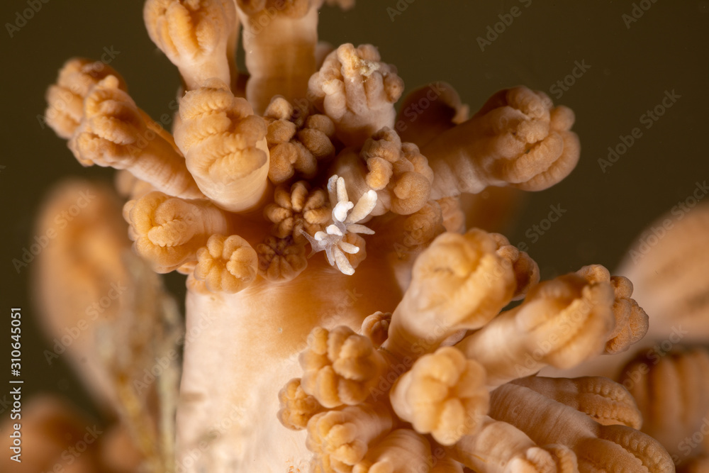 The most beautiful underwater snails of the Indian and Pacific Ocean The most beautiful underwater snails of the Indian and Pacific Ocean