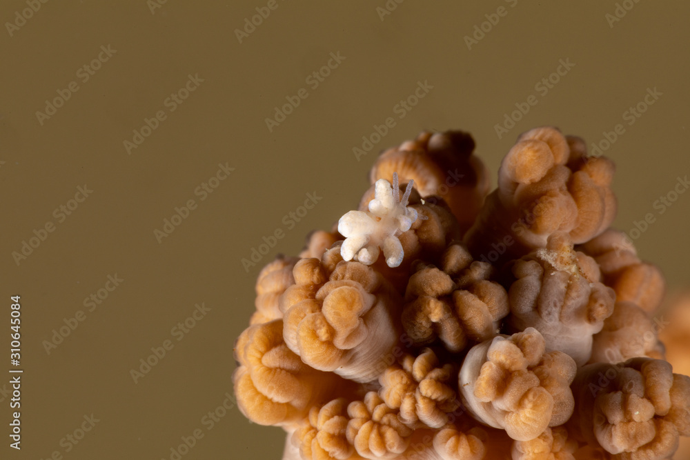 The most beautiful underwater snails of the Indian and Pacific Ocean The most beautiful underwater snails of the Indian and Pacific Ocean