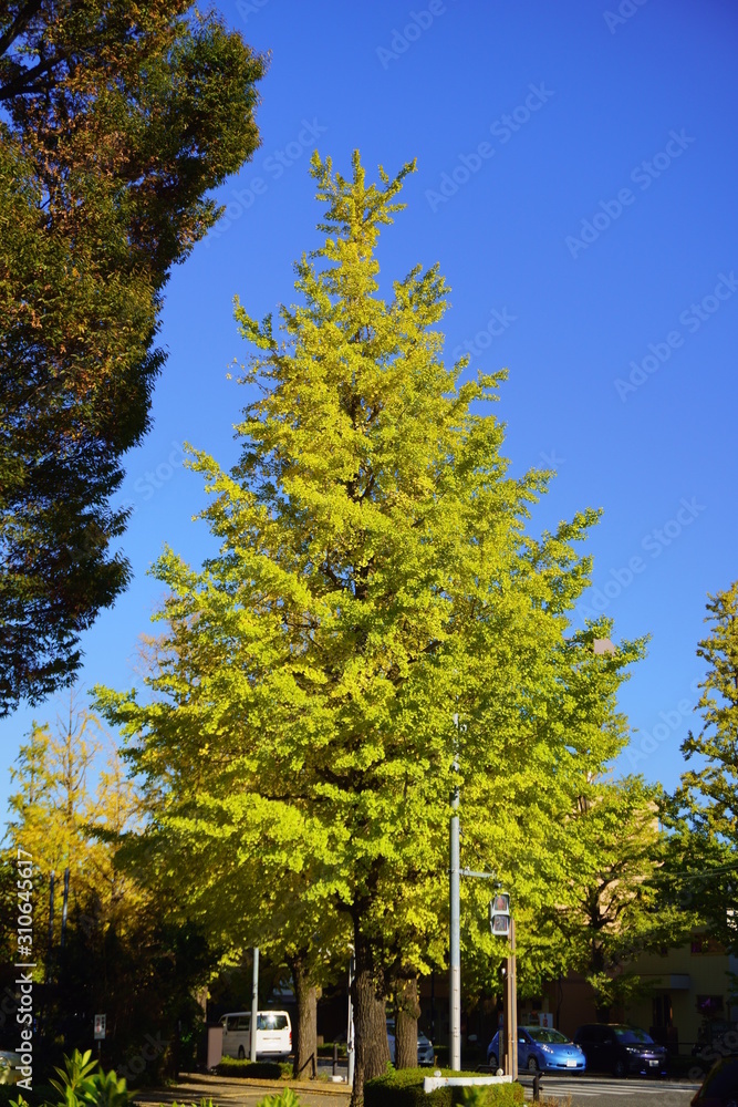 Naklejka premium 甲州街道の紅葉した銀杏2