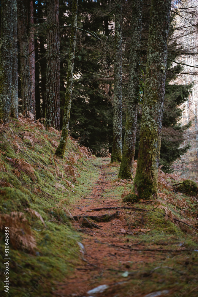 Narrow path between trees Narrow path between trees