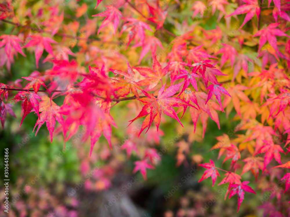 Selectivefocus Beautiful Autumn Red Leaves Tree Selectivefocus Beautiful Autumn Red Leaves Tree