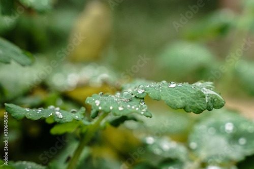gouttes d'eau sur feuille verte