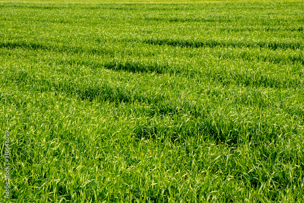 Grass field, green spring landscape. Lush gorgeous lawns. Grass field, green spring landscape. Lush gorgeous lawns.