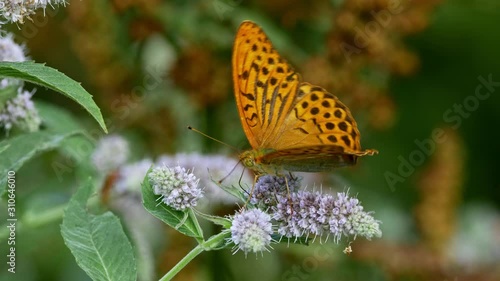 Silver-washed fritillary 