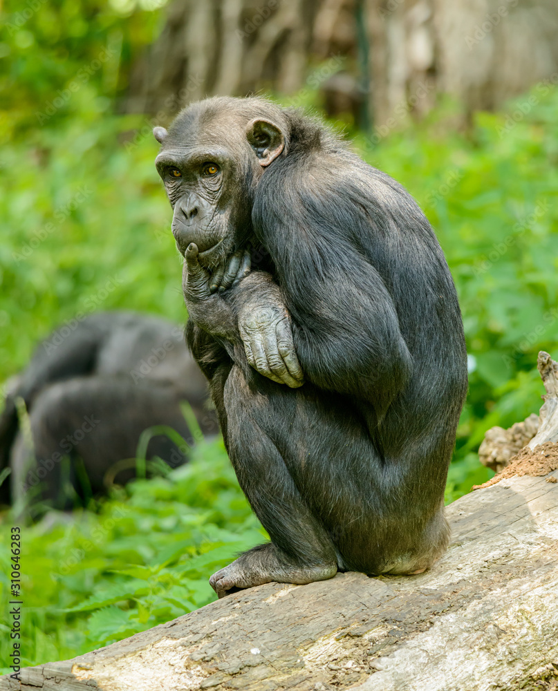 chimpanzee sitting on a log and thinking chimpanzee sitting on a log and thinking