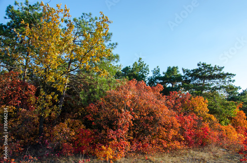 Fototapeta Naklejka Na Ścianę i Meble -  tree in autumn