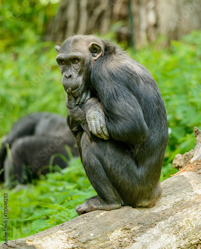 chimpanzee sitting on a log and thinking