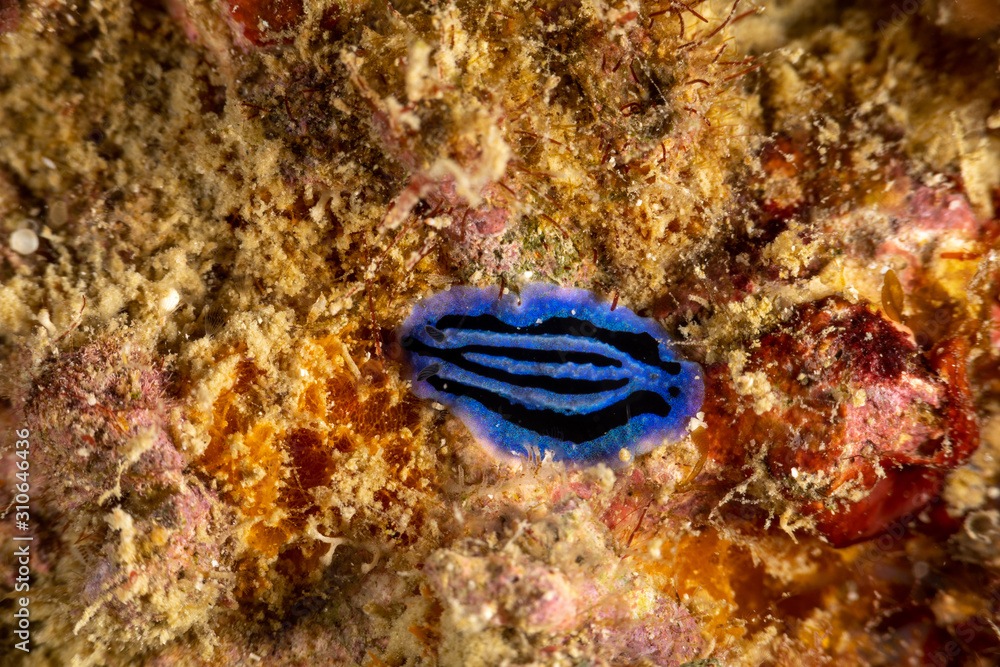 The most beautiful underwater snails of the Indian and Pacific Ocean The most beautiful underwater snails of the Indian and Pacific Ocean