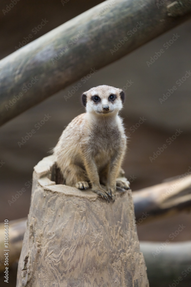 Fototapeta premium Small mongoose as known the meerkat or suricate sitting on the trunk of a tree.