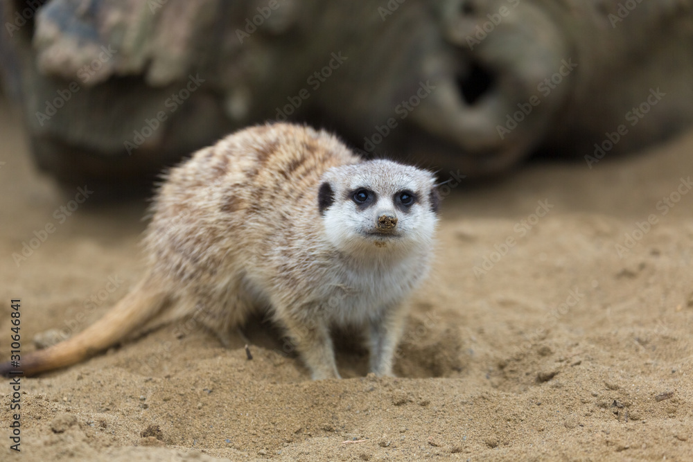 Small mongoose as known the meerkat or suricate scraping out a hole in the sand. Small mongoose as known the meerkat or suricate scraping out a hole in the sand.