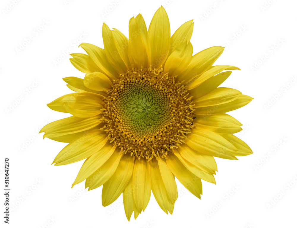 Fototapeta premium Sonnenblume (Helianthus annuus)