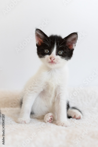 黒白猫の子猫