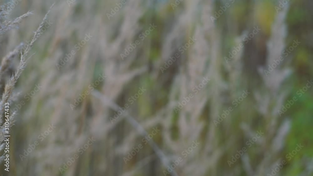 Abstract background, wild grass sways in the wind. Golden color, slow motion. Abstract background, wild grass sways in the wind. Golden color, slow motion.