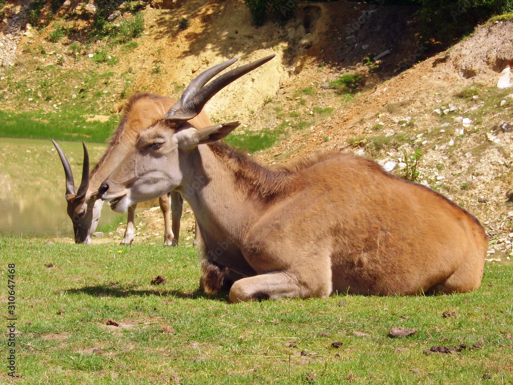 Obraz premium Parc animalier de Thoiry