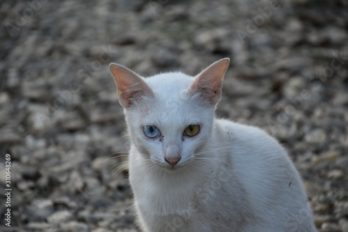 A white cat with two beautiful yellow and blue eyes