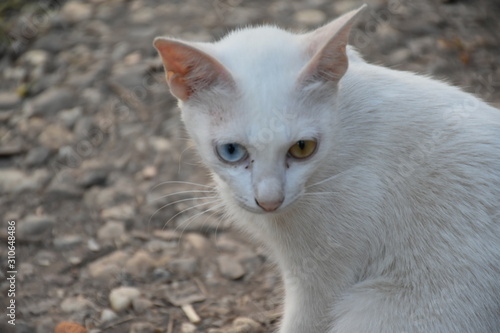 A white cat with two beautiful yellow and blue eyes