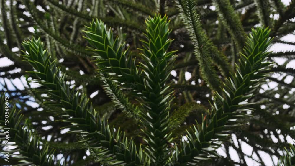 Rack Focus Shot of a Coniferous Branches Rack Focus Shot of a Coniferous Branches
