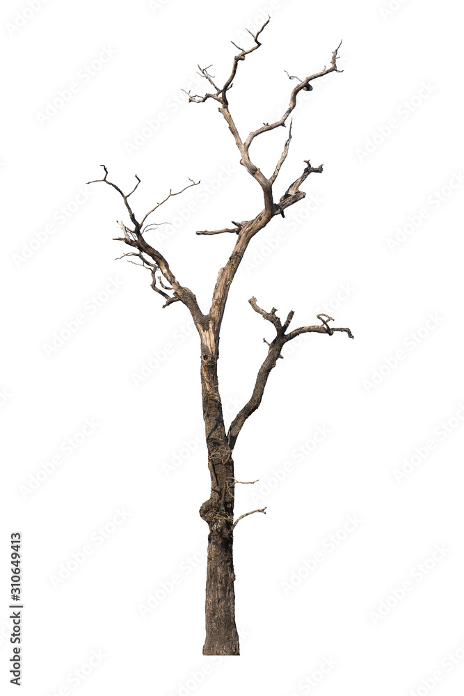 Fototapeta premium Dry tree dead isolated on white background