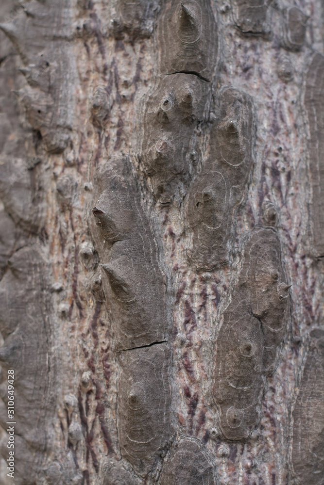 Detailed pictures of the bark in nature Detailed pictures of the bark in nature