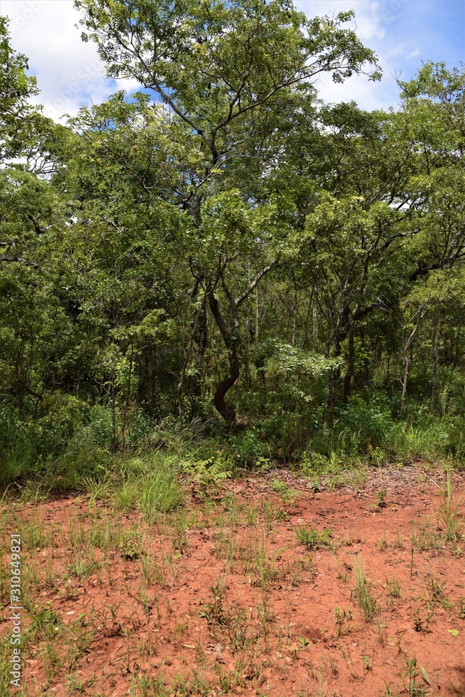 Fototapeta premium Forest in African savannah national park